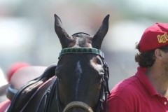 Beaded-Browband-Design-A-009