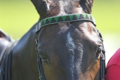 Beaded-Browband-Design-A-014