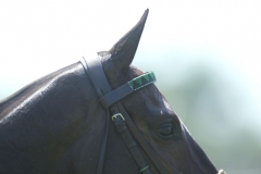 Beaded-Browband-Design-A-016