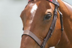 Beaded-Browband-Design-D-019