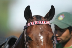 Beaded-Browband-Design-G-004