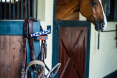 Custom Brow Bands 039