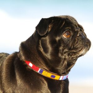 Dog Collars